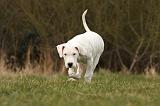 DOGUE ARGENTIN 146